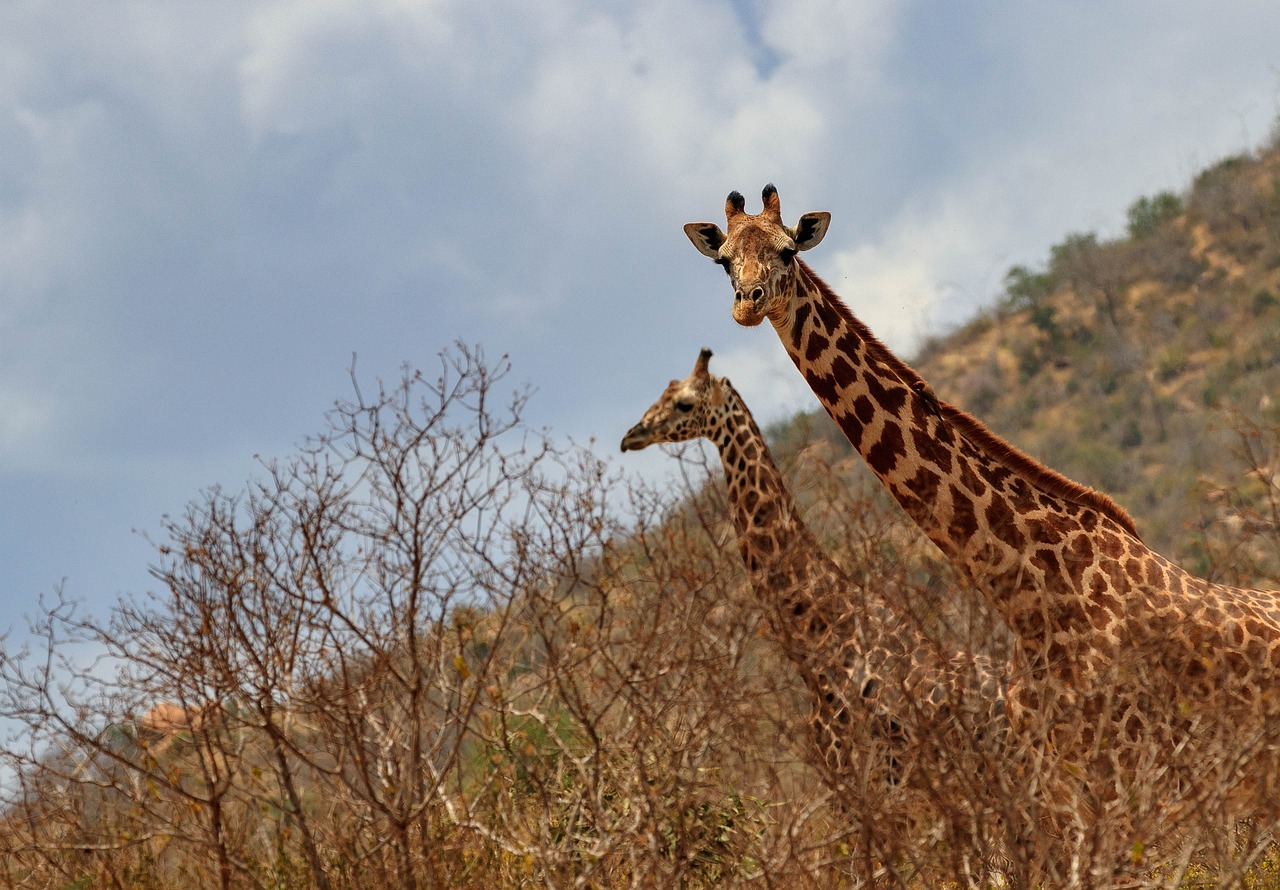 A Guide to the Best Wildlife Safaris in Kenya